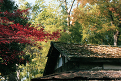 廃屋と彩り