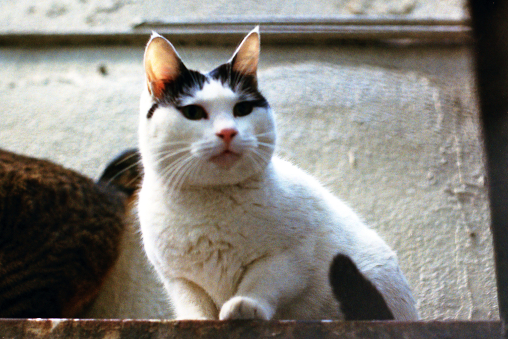 銀座の猫の物語(過去写真)