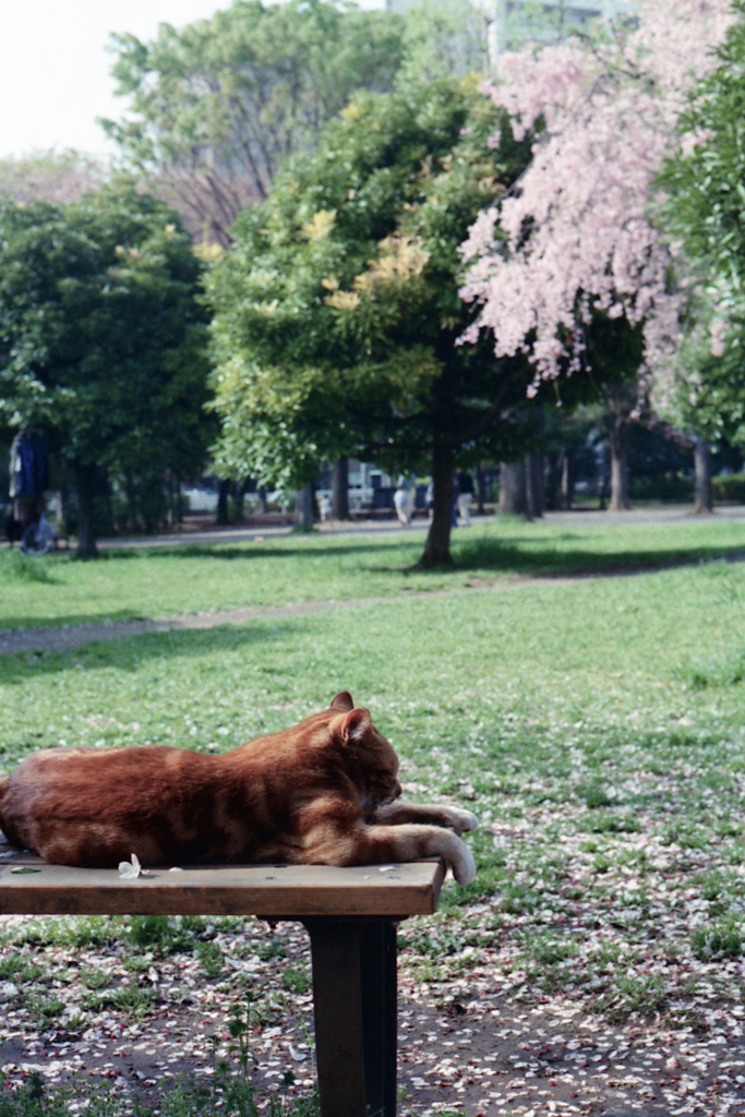 お花見父ちゃん(過去写真)