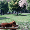 お花見父ちゃん(過去写真)