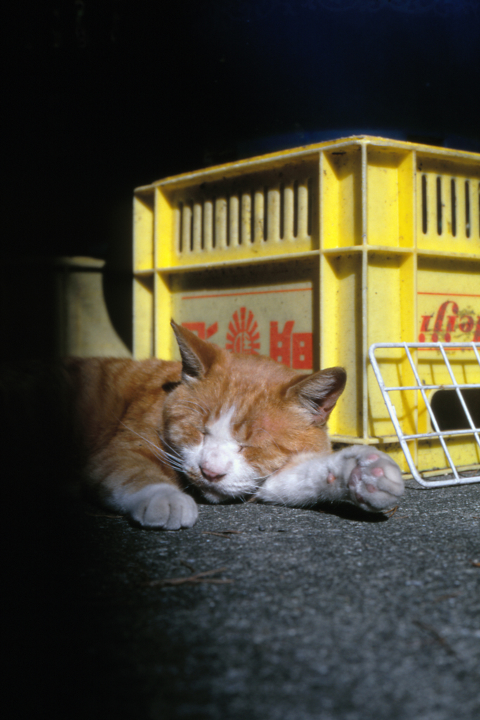 猫20-2・Step