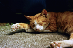 安眠野良(過去写真)
