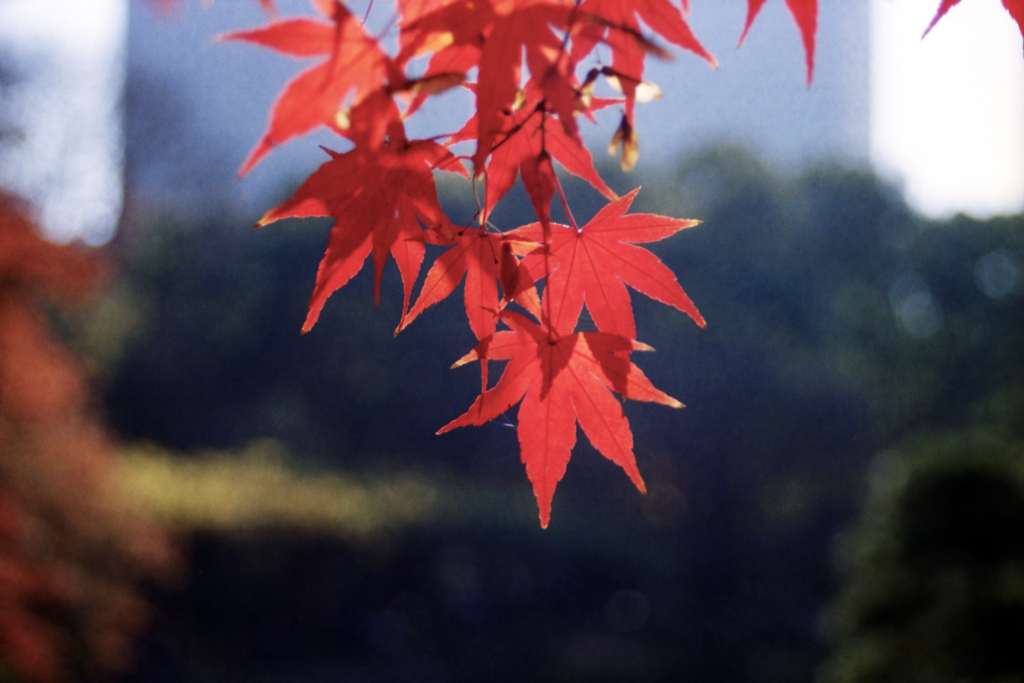 紅葉(過去写真)