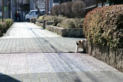 猫57・来た〜！