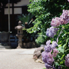 境内の紫陽花