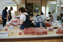 働く人・山形のさくらんぼ果樹園