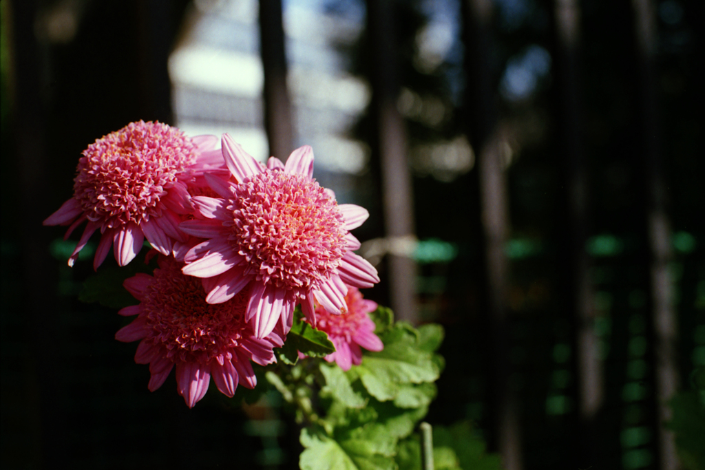 24exp.film・24-9