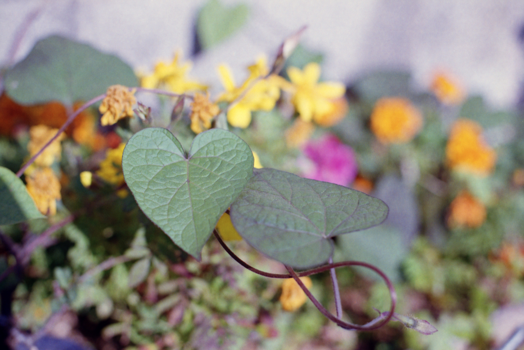 24exp.film・24-20