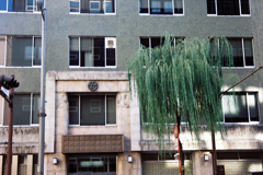 銀座の柳と...。