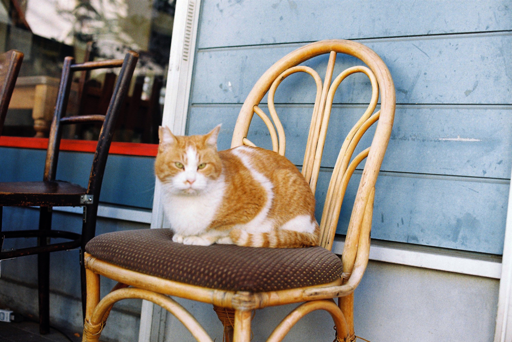 猫60・3-2「パパさん？」