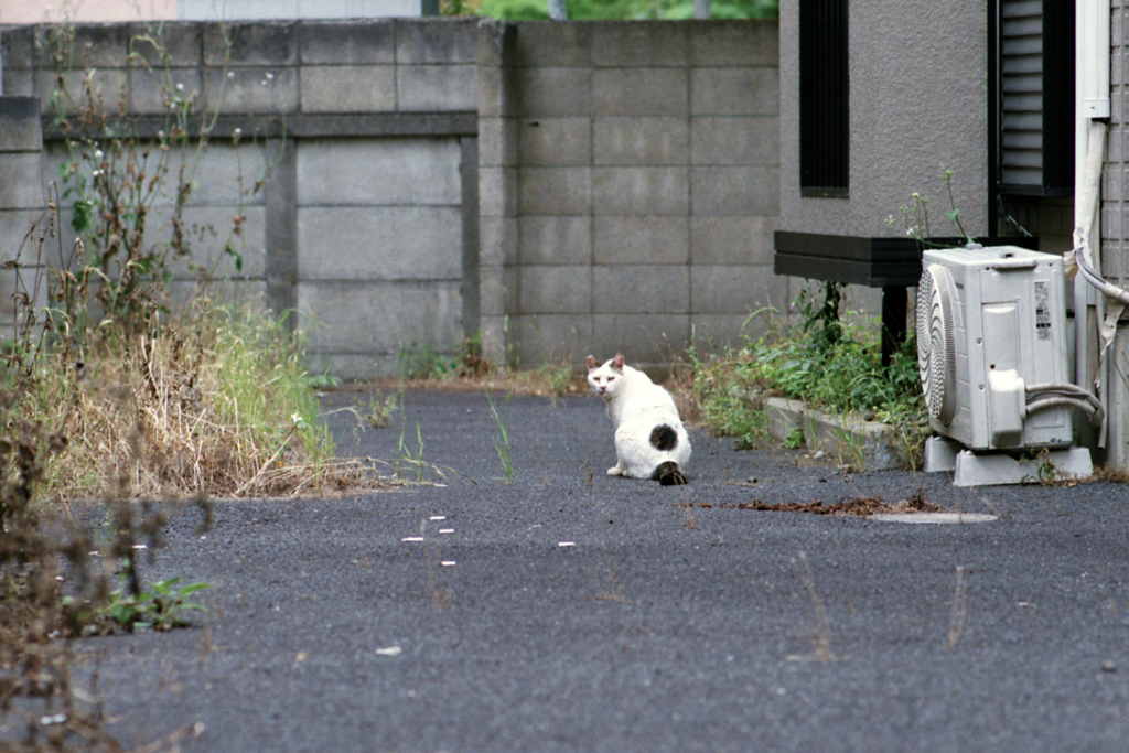 猫49・●