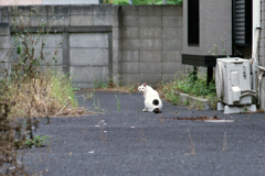 猫49・●
