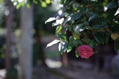 山茶花(50mm)