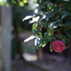 山茶花(50mm)