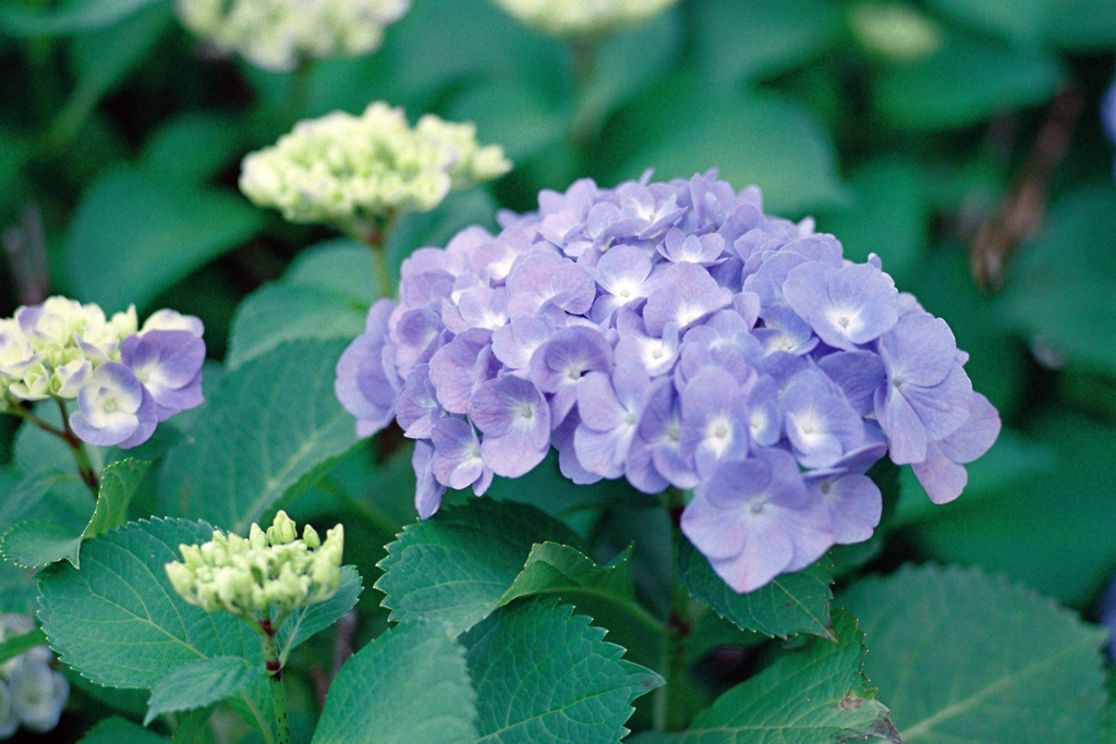 近所の紫陽花7