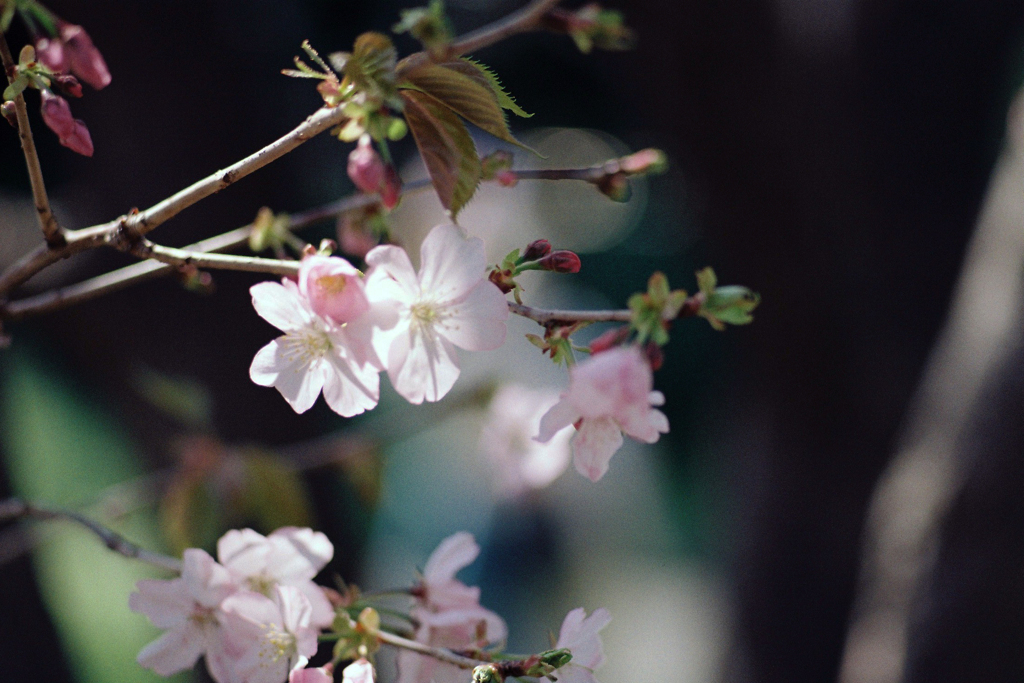 日比谷公園(気分はカメラ女子) Film No.32・桜