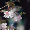 日比谷公園(気分はカメラ女子) Film No.32・桜