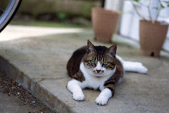 猫50-1・値踏み中
