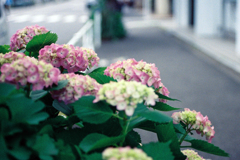 近所の紫陽花3