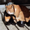 猫52・小春日和