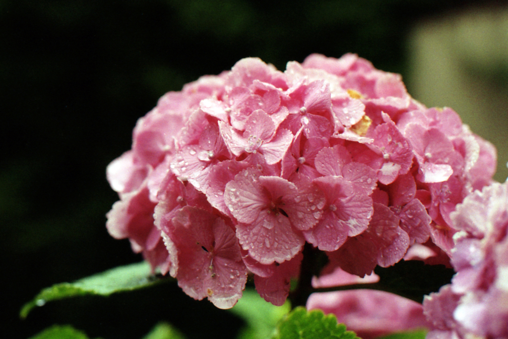 近所のアジサイ-3