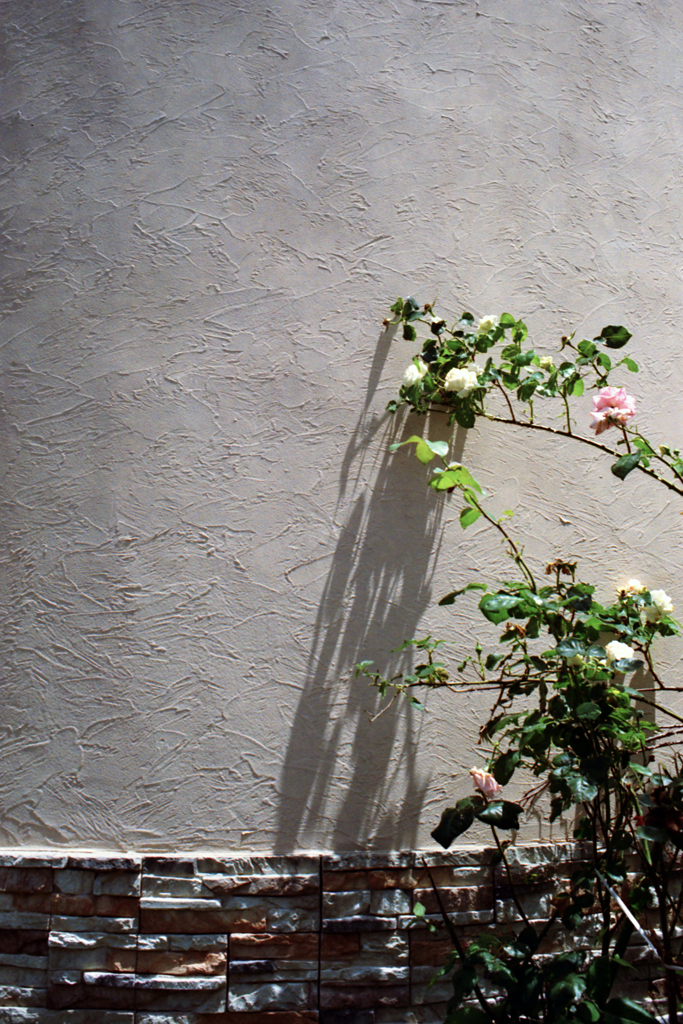 shadow