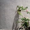 shadow