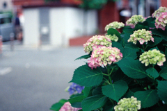 近所の紫陽花6
