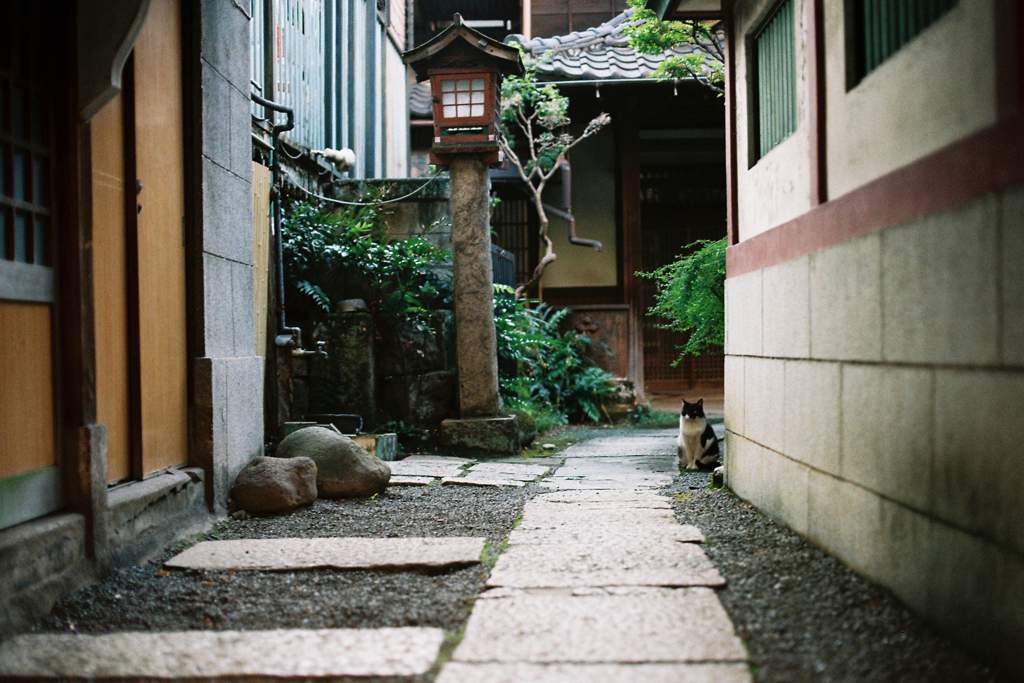 柳森神社の猫ちゃん
