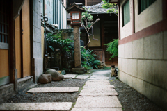 柳森神社の猫ちゃん