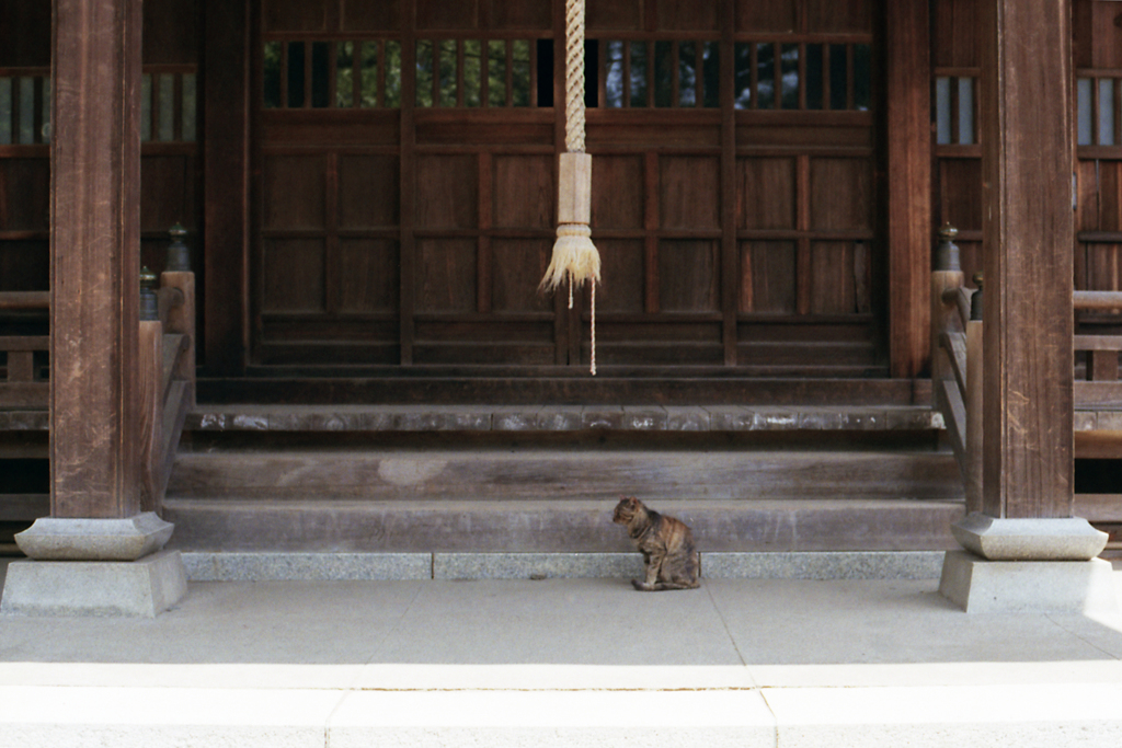 猫08・仕える