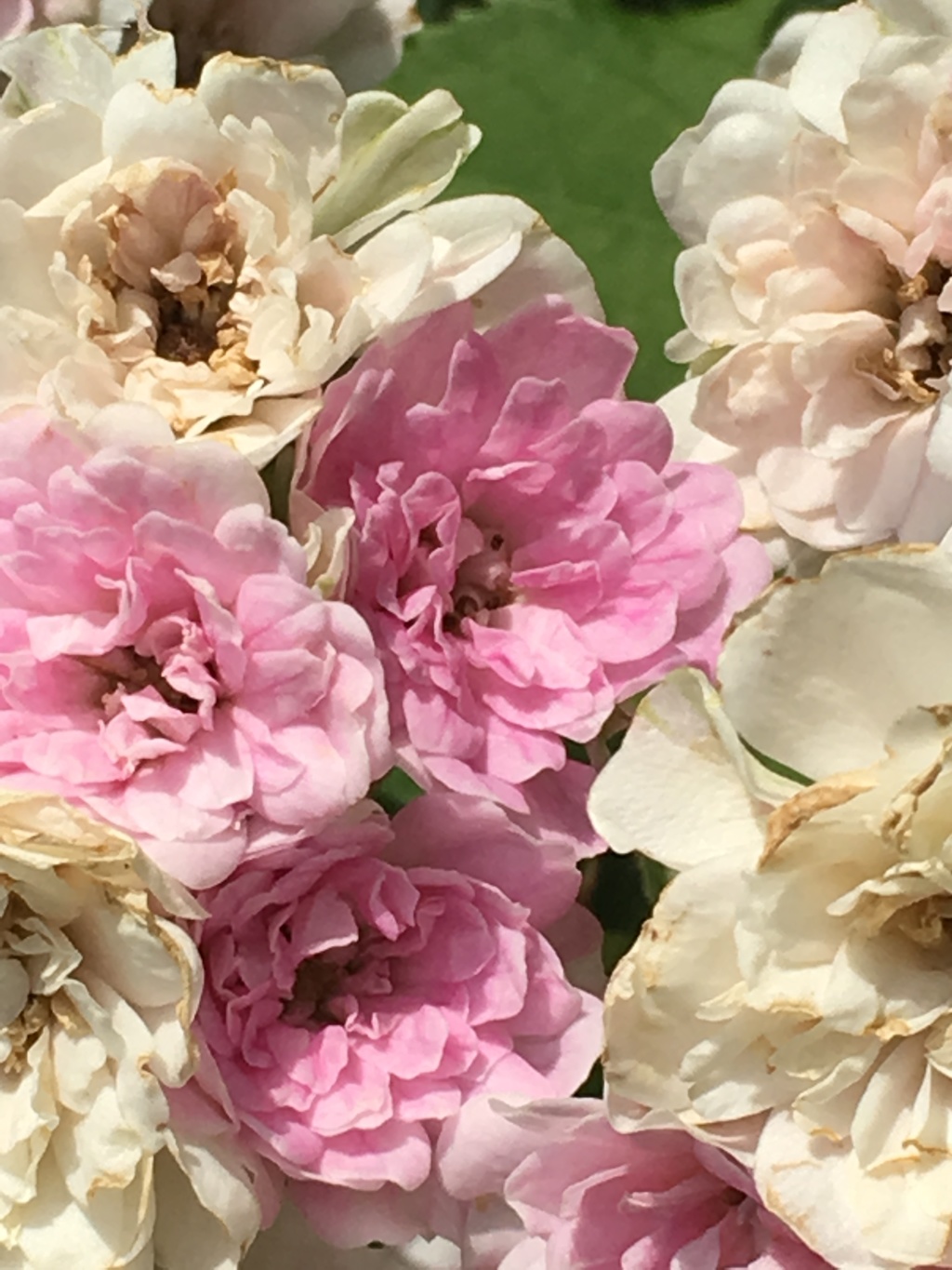 9877B27B-D7A0-4362-8B4F-17C229D68070