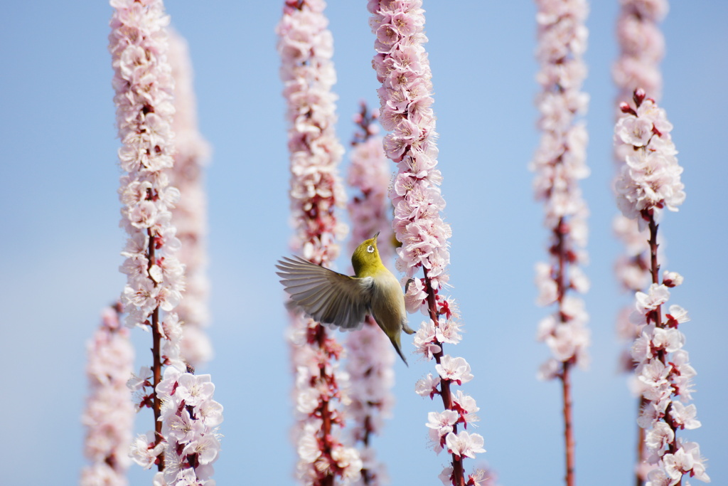 花にメジロ