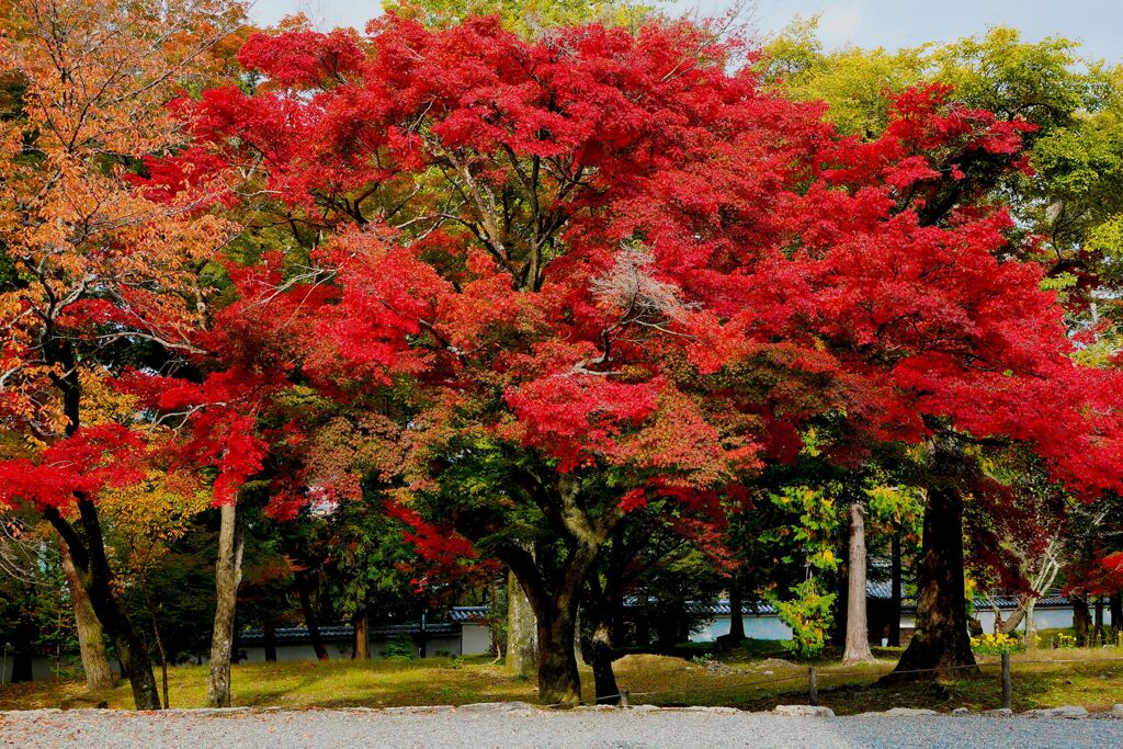 京都紅葉撮り14