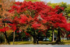 京都紅葉撮り14