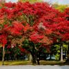 京都紅葉撮り14