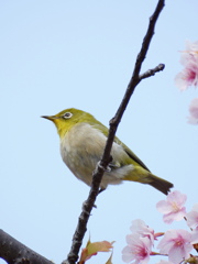 花にメジロ