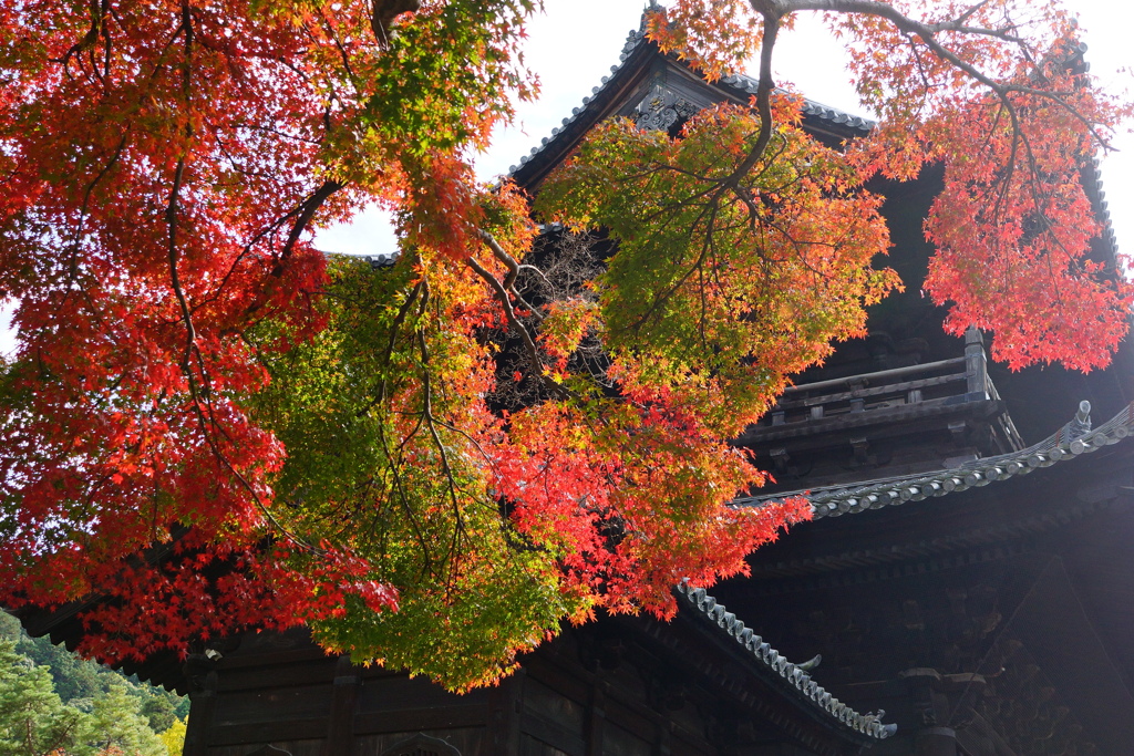 京都紅葉撮り13