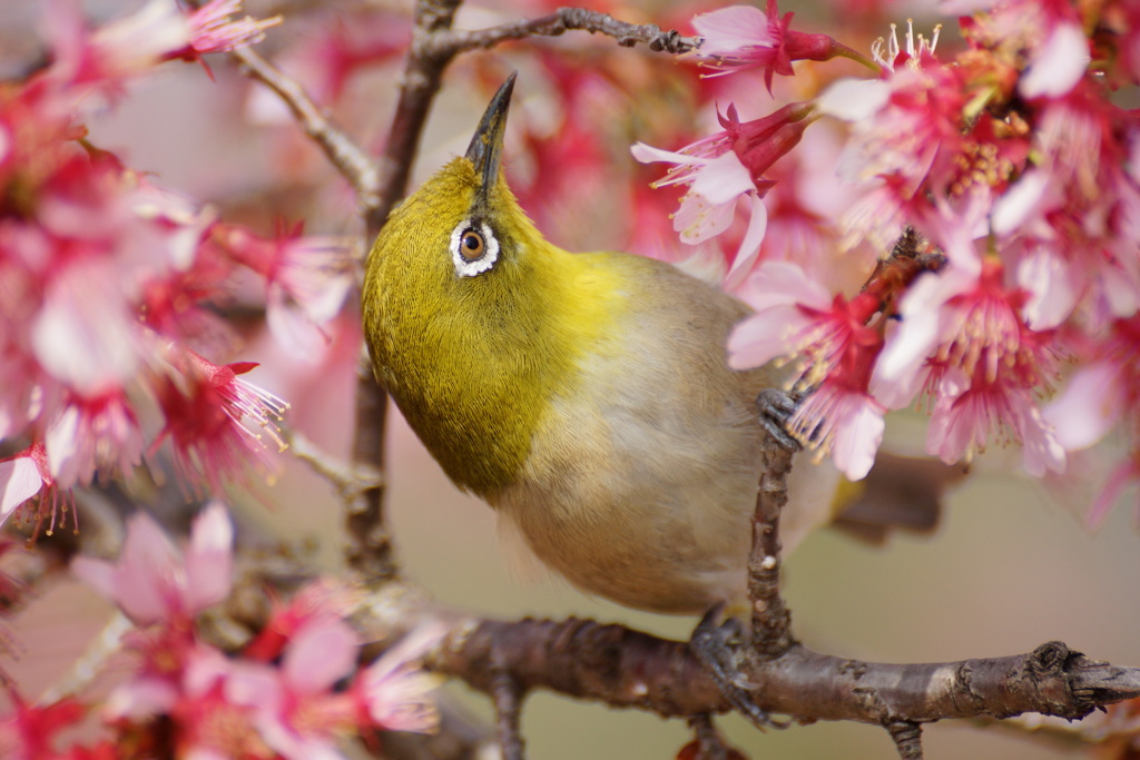 花にメジロ