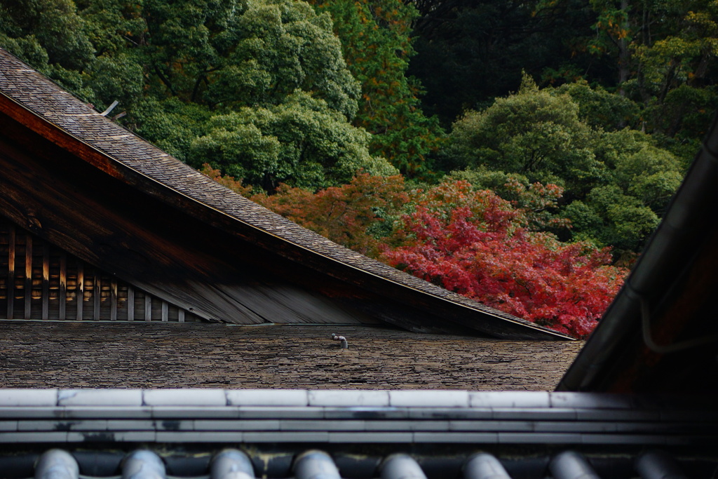 京都紅葉撮り7