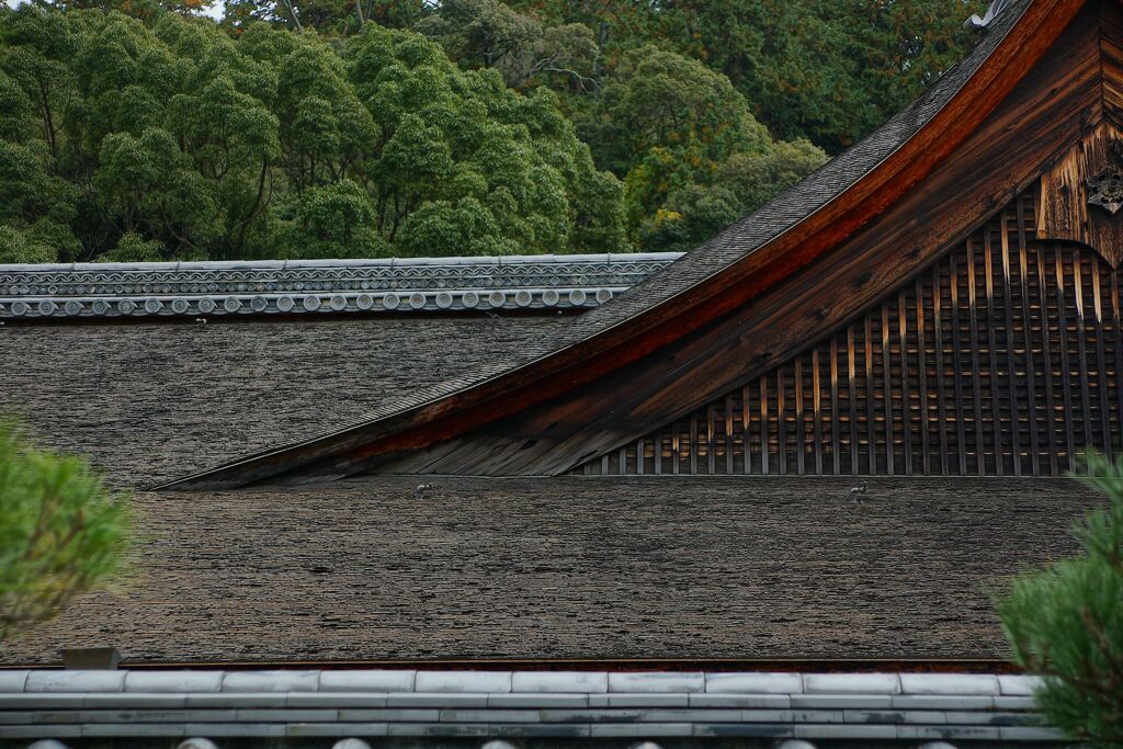 京都紅葉撮り6