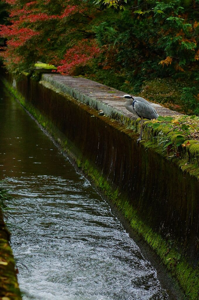 京都紅葉撮り11