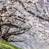 背割堤の桜…２
