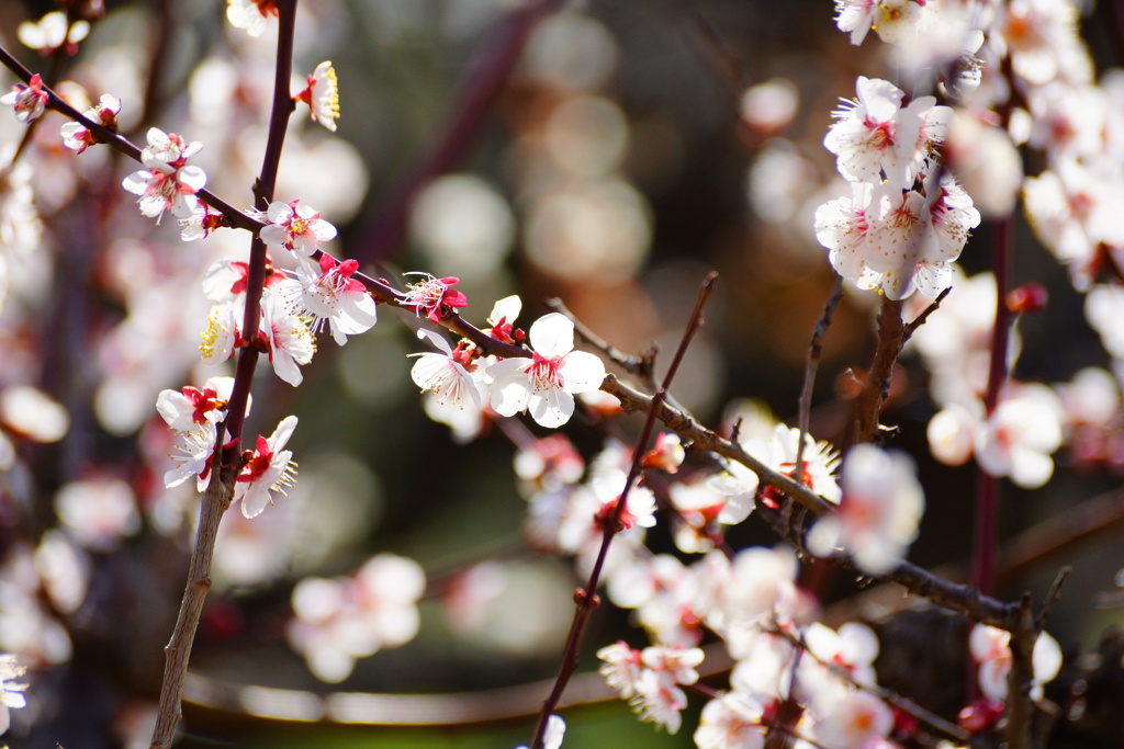 春光に梅の花