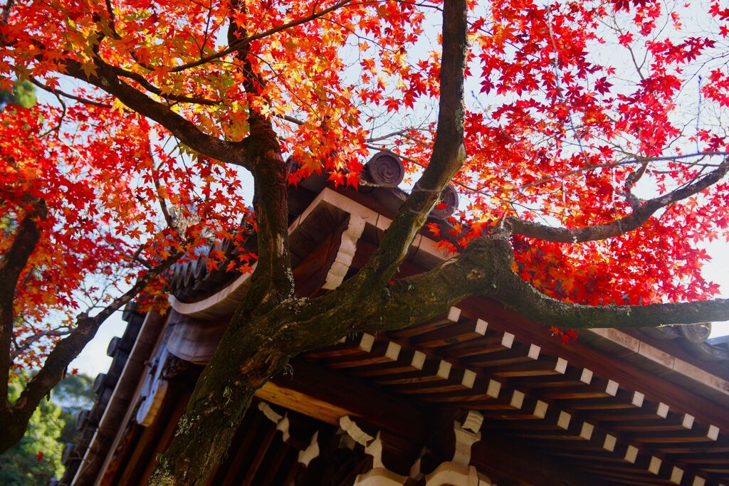 永観堂　禅林寺12