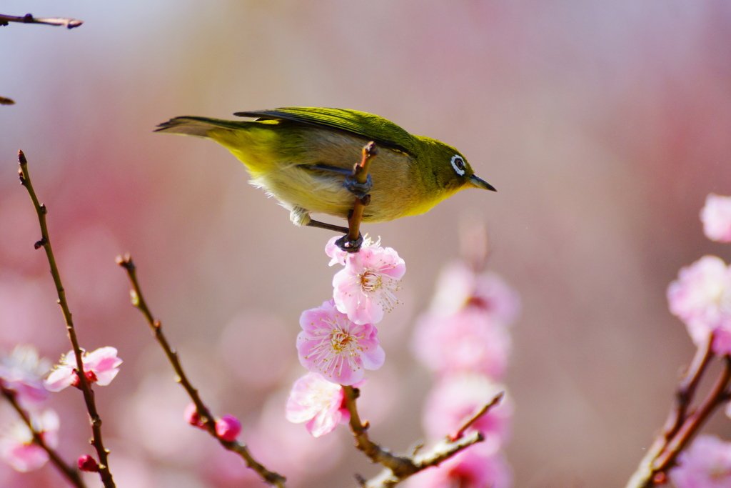 梅にメジロ