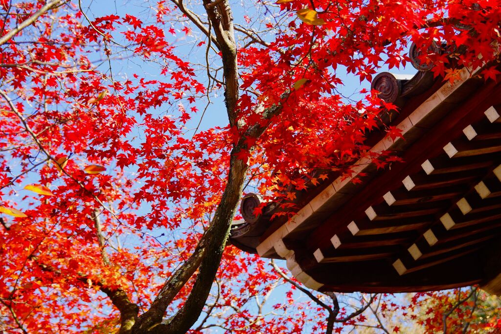 永観堂　禅林寺14