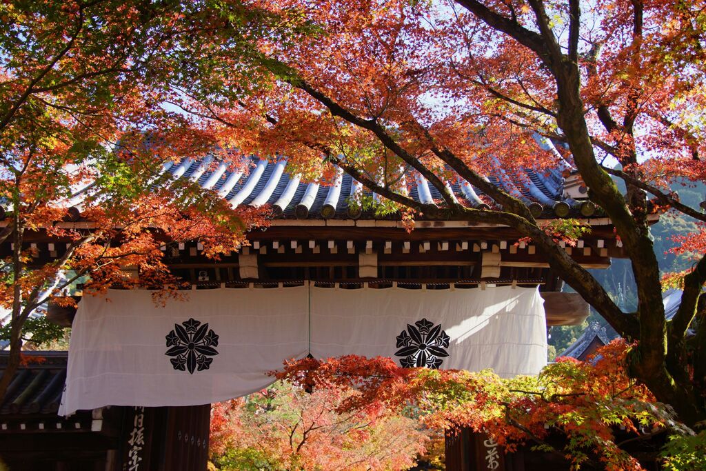 永観堂　禅林寺１