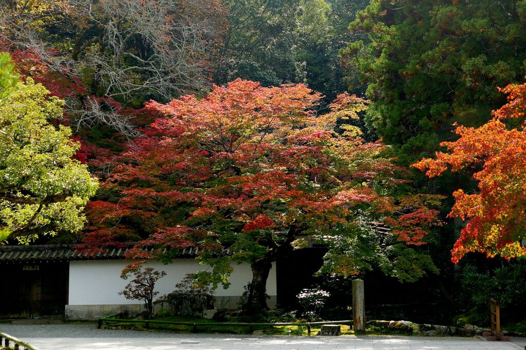京都紅葉撮り10