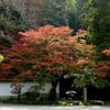 京都紅葉撮り10